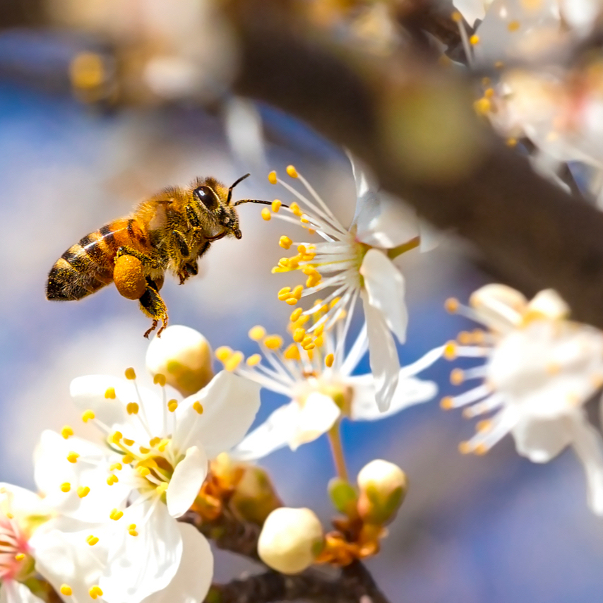 Almost standing on a flower: a bee, pollinating.