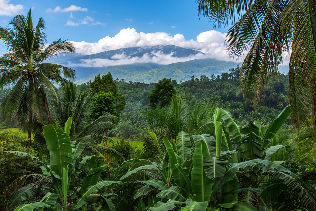 Rainforests provide habitat for about half of the world's plants and animals found on land.