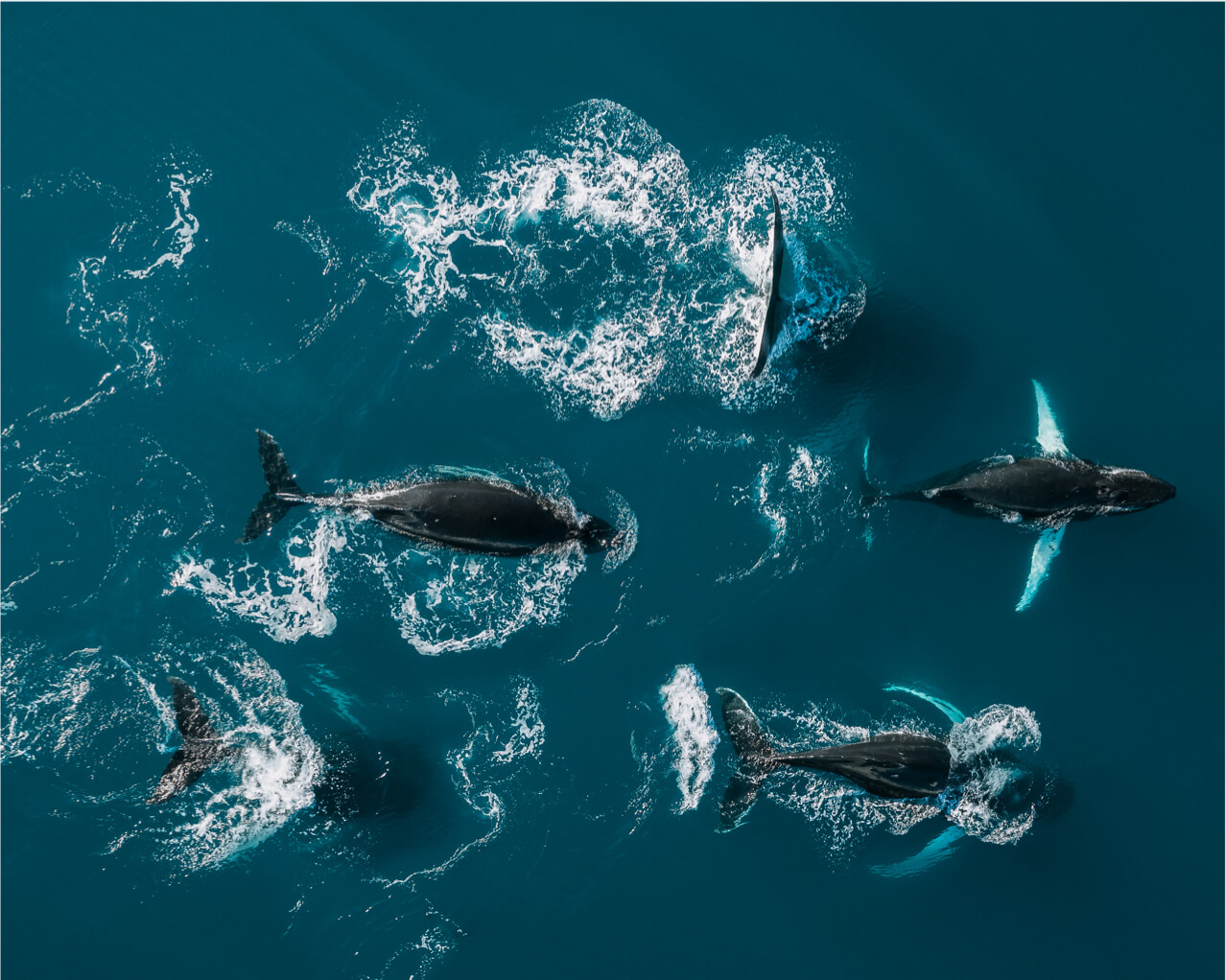 A fascinating view of humpback whales diving in the ocean.